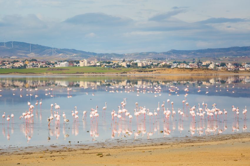 фламинго на Кипре